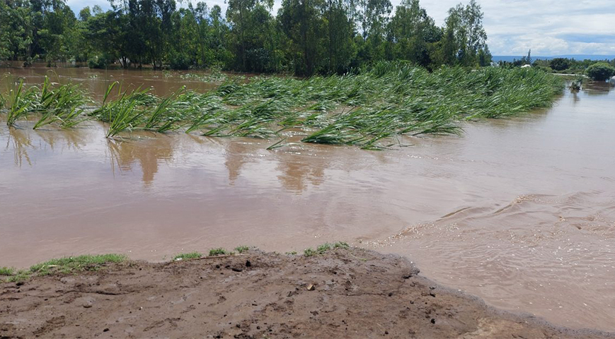 Ahero Rice Farmers Count Loses As Floods Wash Off Plantations